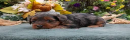Yorkiepoo dogs for sale: Reba - Ad 3