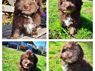 Havapoo dogs Gidget - Black Friday Sale - Ad 40