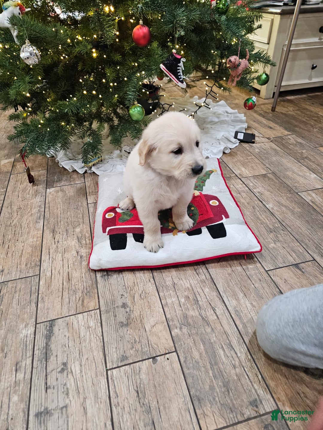 Golden Retriever dogs for sale: Golden Retriever Puppy 4 - Ad 71