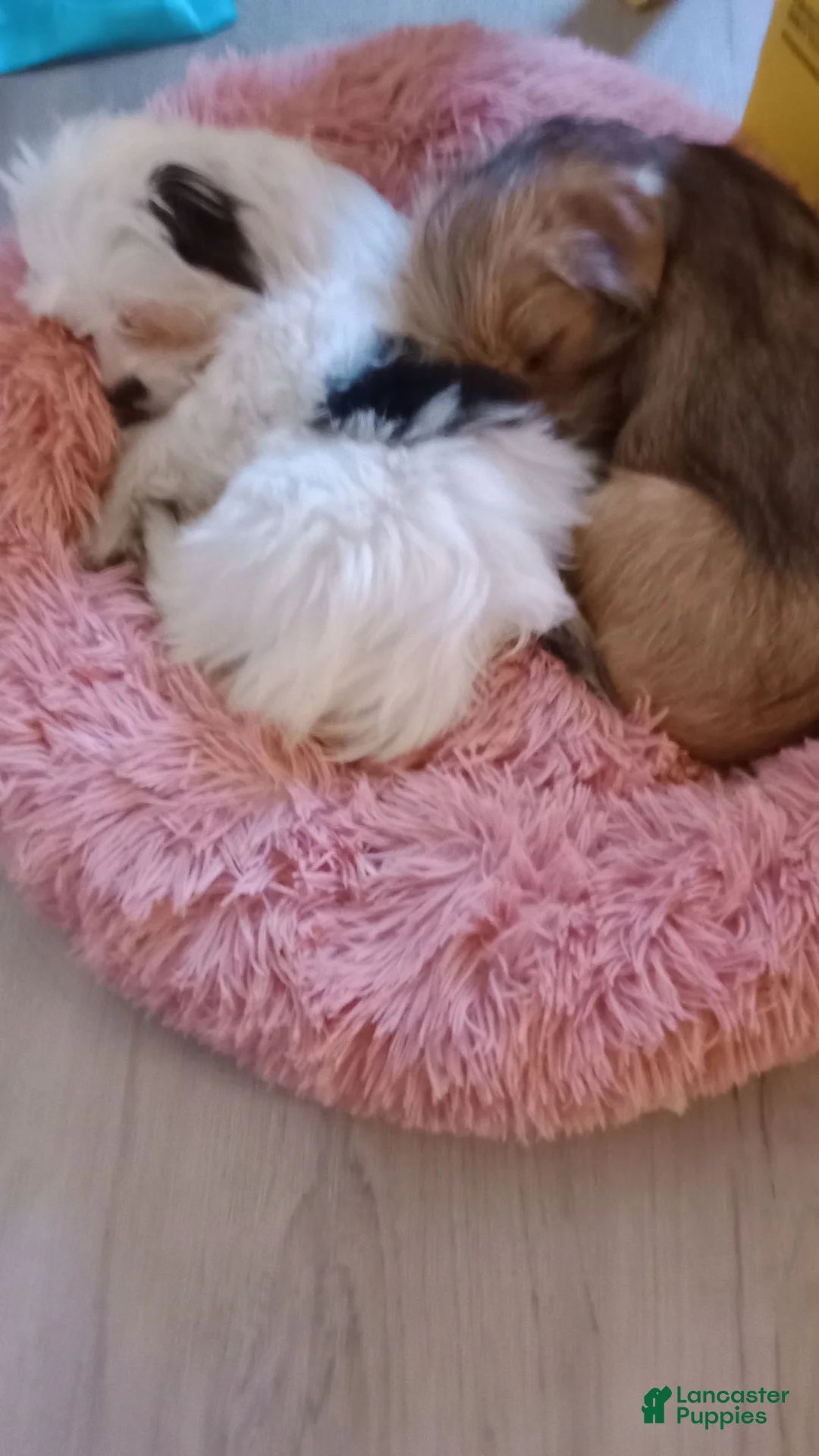 Mixed Breed dogs for sale: Mixed Breed 2 - Ad 3