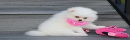Pomeranian dogs for sale: Reese - Ad 10