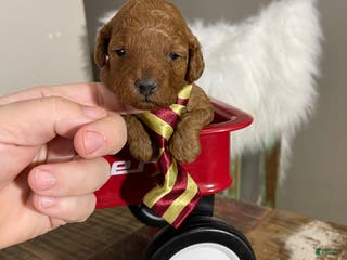 Toy Poodle dogs Akc Bred Color Red Boy - Ad 8