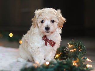 Havapoo dogs Blue - Ad 20