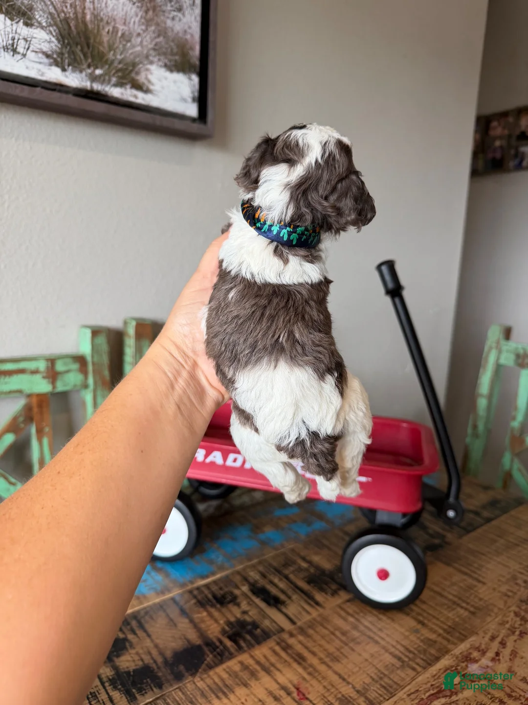 Miniature Poodle dogs for sale: Akc Clear 🧬 tested Blue Merle Phantom Parti boy - Ad 10