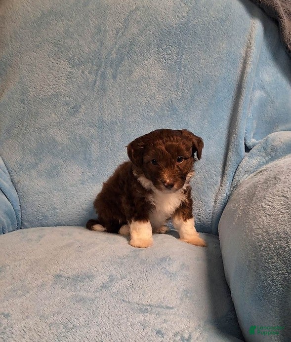 Mini Aussiedoodle dogs Dallas - Ad 2