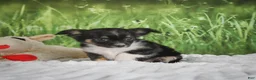 Chihuahua dogs for sale: Paige - Ad 10