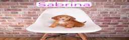Mini Goldendoodle dogs for sale: Mini Goldendoodle 1 - Ad 1