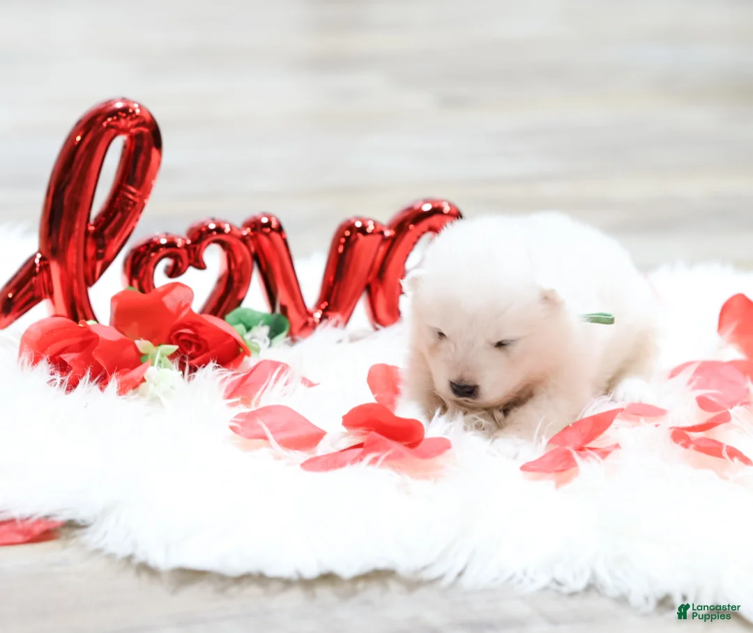 Samoyed dogs for sale: Sparki - Ad 2