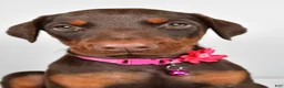 Doberman Pinscher dogs for sale: Lori - Ad 7