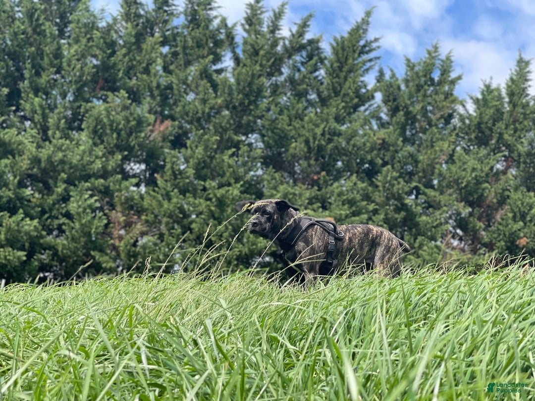 Gallery Image {{count}}