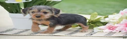 Dorkie dogs for sale: Lexi - Ad 3