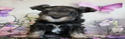 Miniature Schnauzer dogs for sale: Trinity - Ad 2