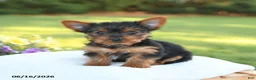 Yorkshire Terrier dogs for sale: Dolly - Ad 4