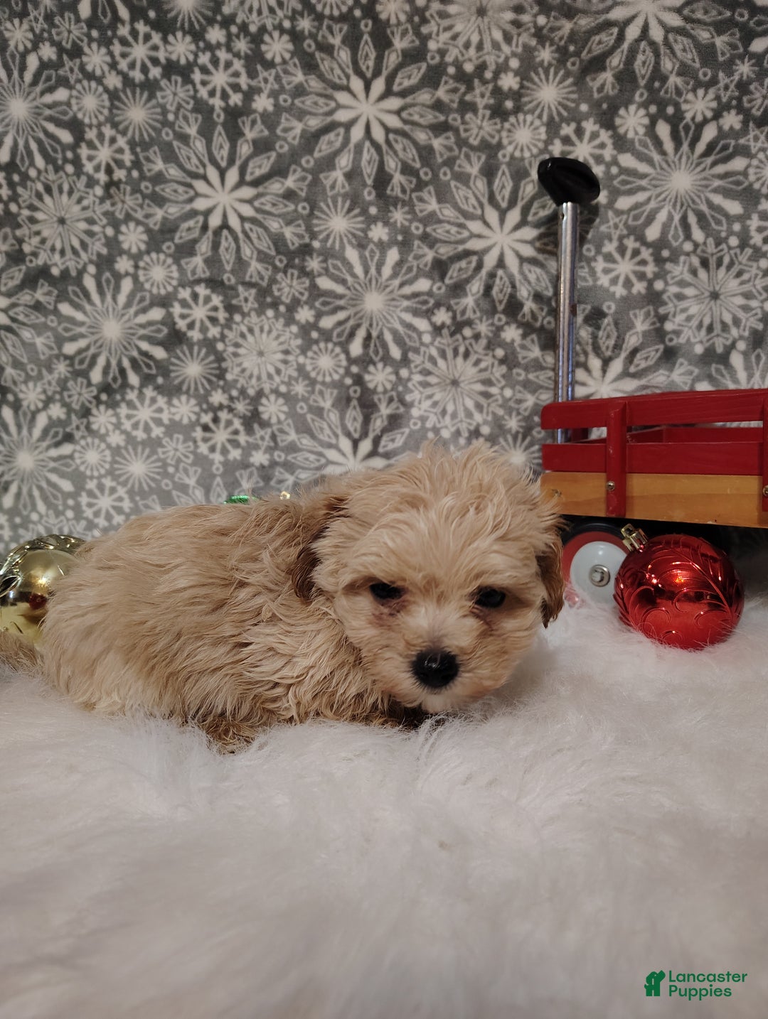 Maltipoo dogs for sale: Ace - Ad 8