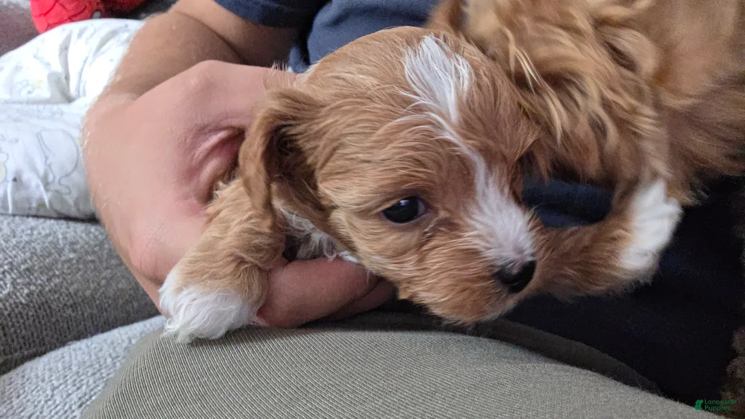 Bichpoo dogs for sale: Bichpoo 3 - Ad 2