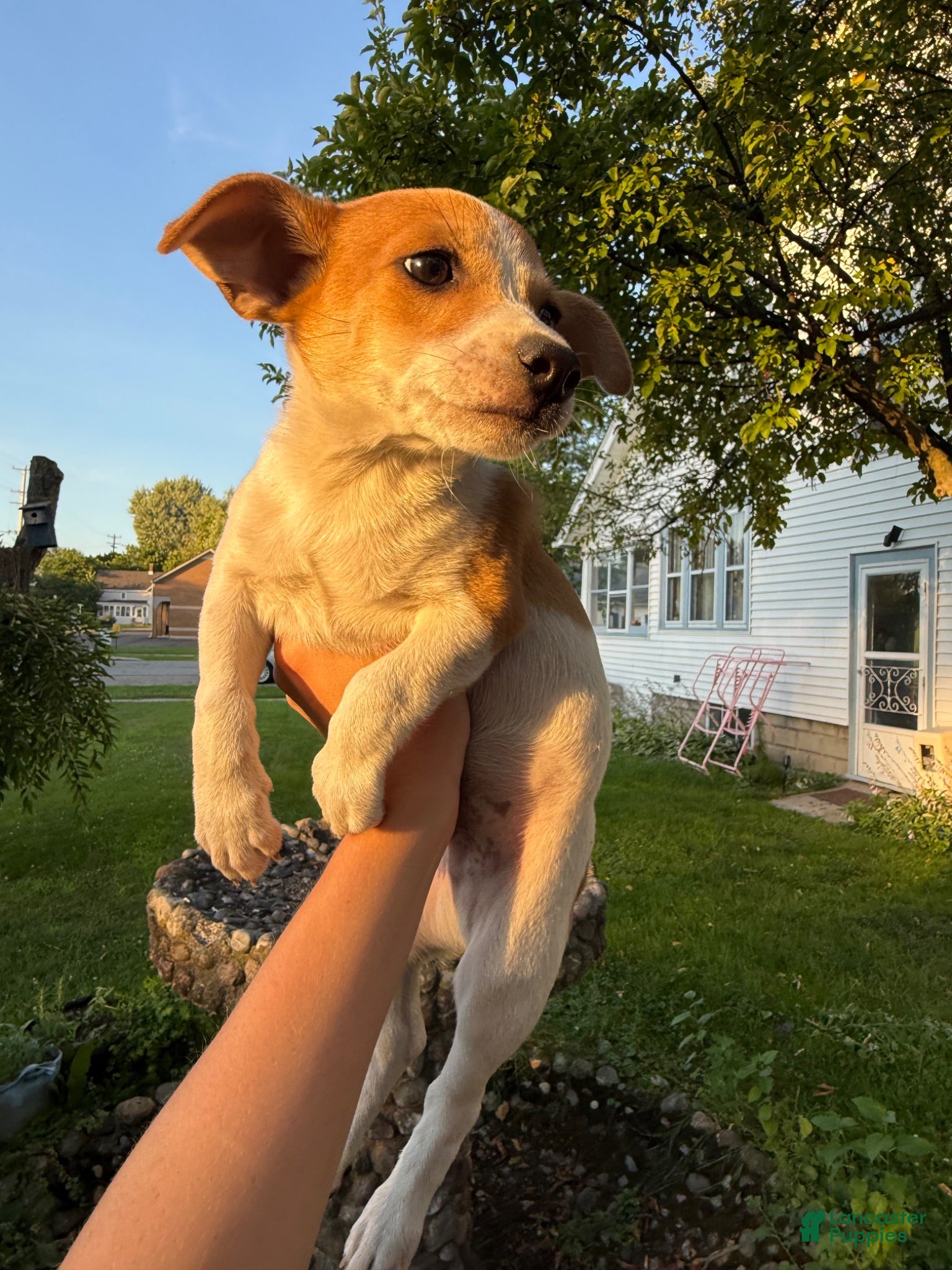 Jack Chi dogs Jack Chi 1 - Ad 1