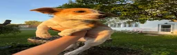 Jack Chi dogs for sale: Jack Chi 1 - Ad 1