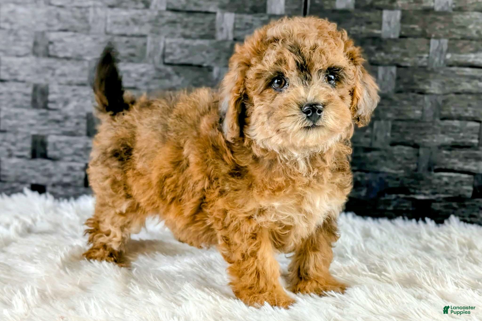 Bichpoo dogs Brutus - Ad 1