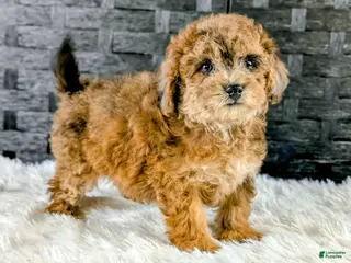 Bichpoo dogs for sale: Brutus - Ad 4