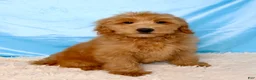 Mini Goldendoodle dogs for sale: ❤️Barney 🐶 - Ad 2