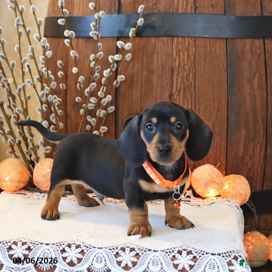 Miniature Dachshund dogs Snoopy - Ad 1