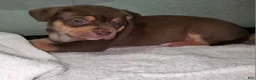 American Bully dogs for sale: PINK - Ad 8