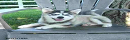 Pomsky dogs for sale: Andre - Ad 4