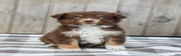 Australian Shepherd dogs for sale: Rosa - Ad 5
