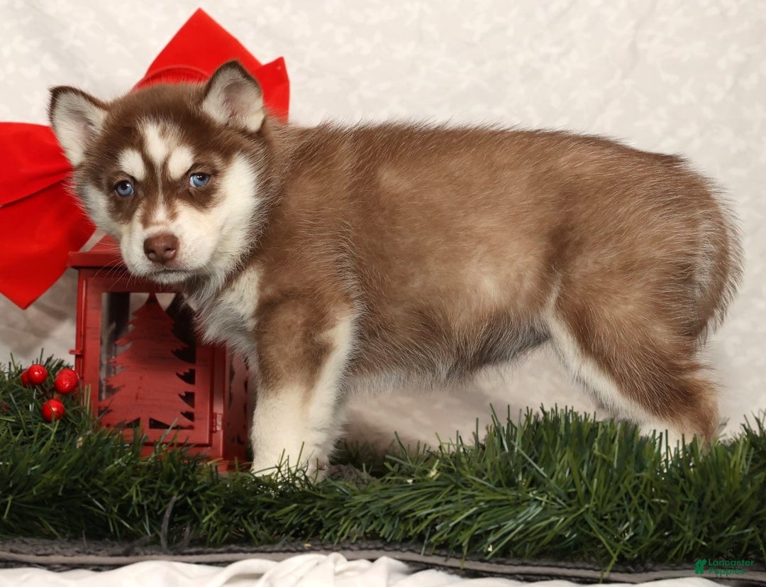 Siberian Husky dogs for sale: Mary - Ad 4