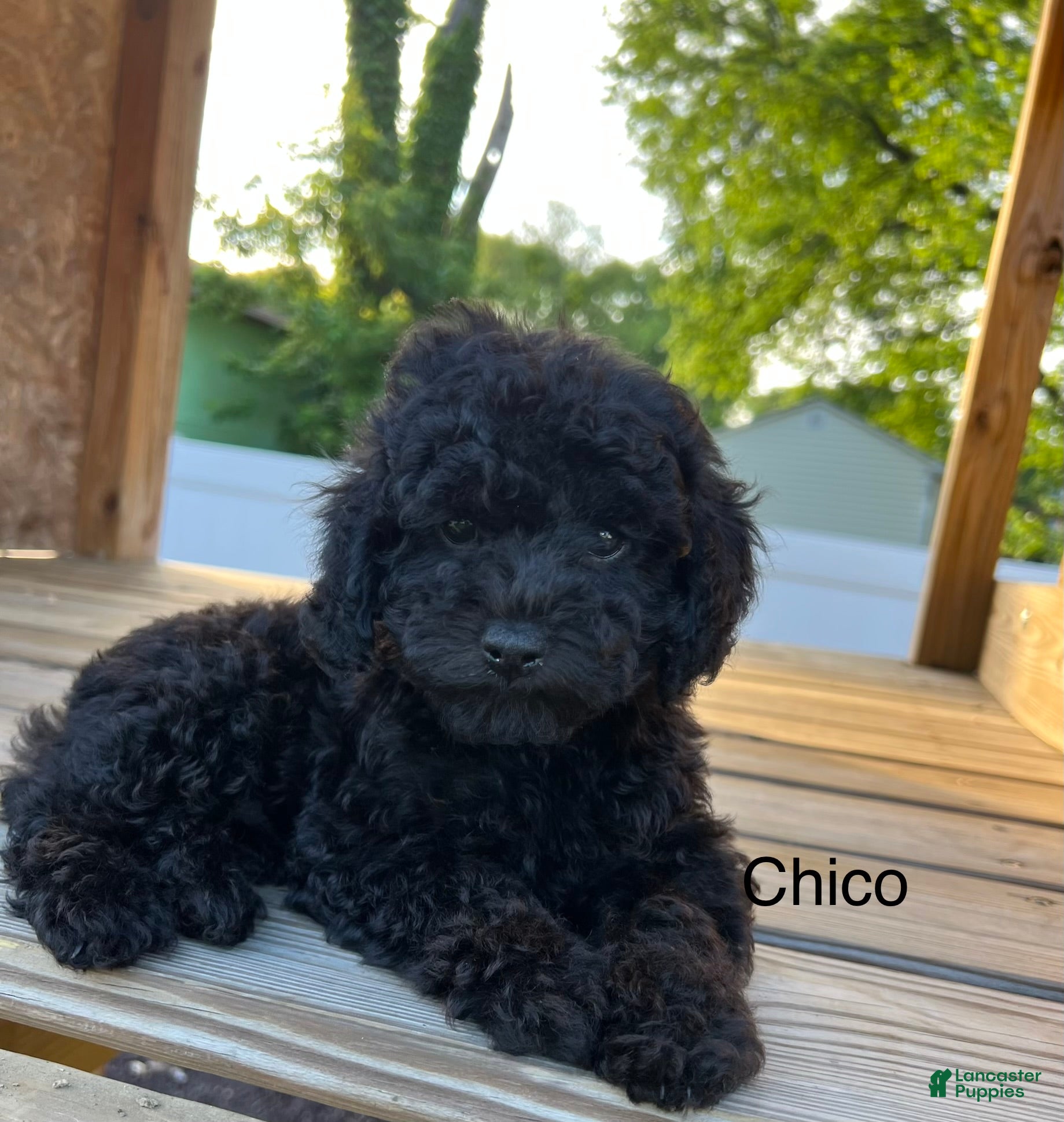 Miniature Poodle dogs Chico - Ad 2