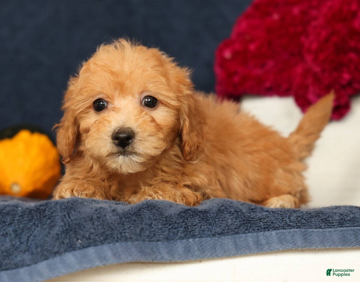 Bichpoo dogs for sale: Oscar - Ad 1