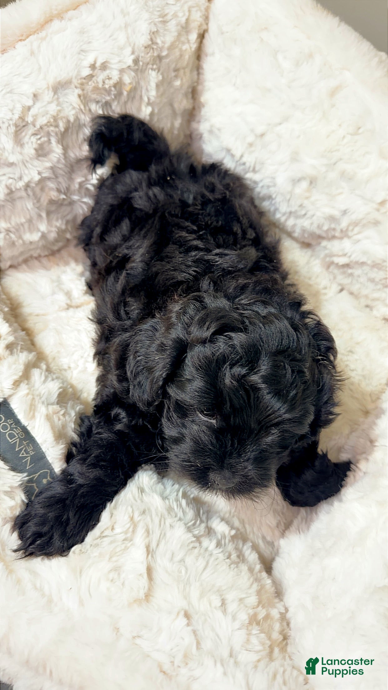 Maltipoo dogs Midnight  - Ad 2