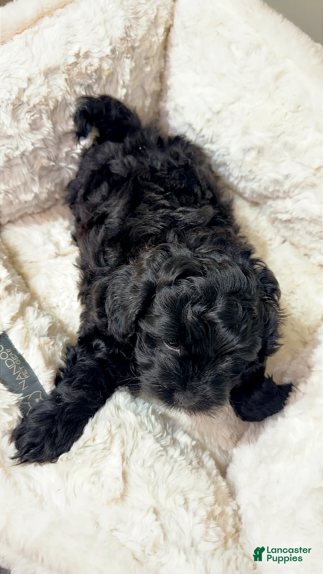 Maltipoo dogs for sale: Midnight  - Ad 2