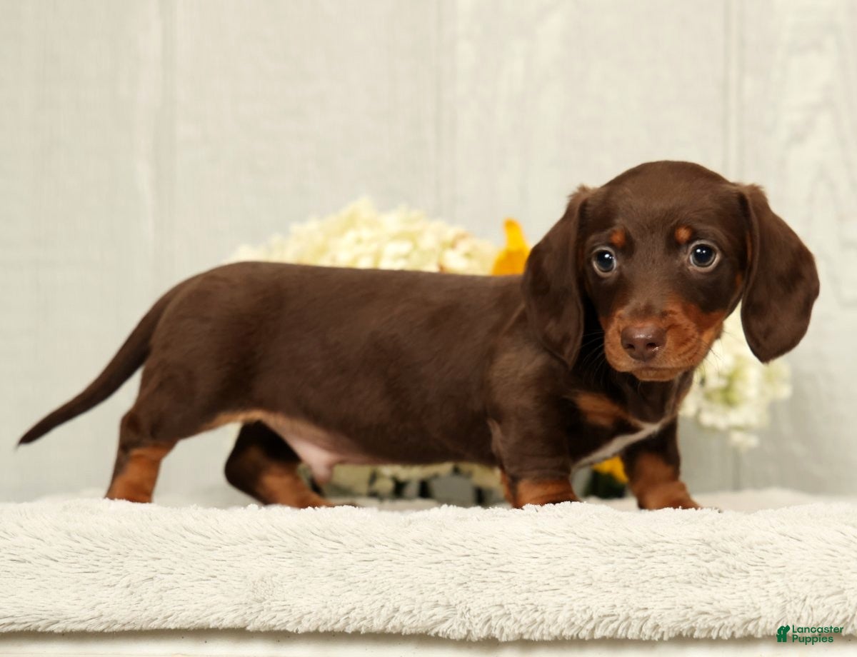 Miniature Dachshund dogs Jose - Ad 2