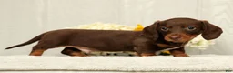 Miniature Dachshund dogs for sale: Jose - Ad 2