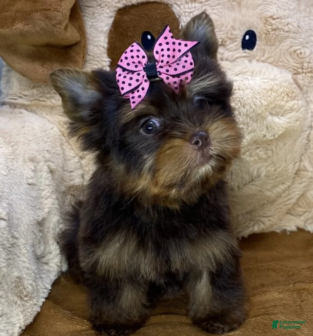 Yorkshire Terrier dogs for sale: Yorkshire Terrier Puppy 3 - Ad 1