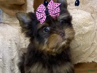 Yorkshire Terrier dogs Yorkshire Terrier Puppy 3 - Ad 22