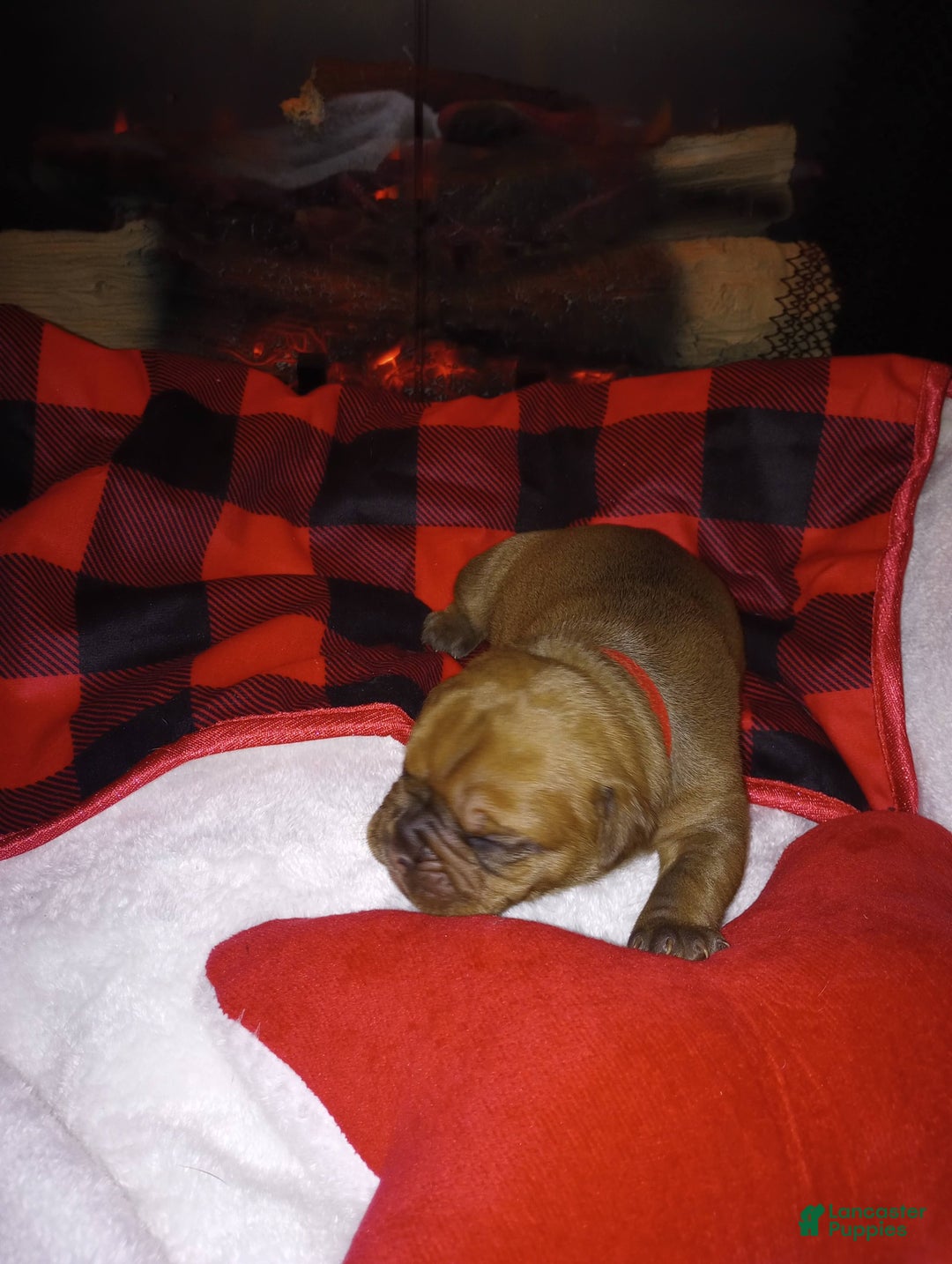 Olde English Bulldogge dogs for sale: Olde English Bulldogge Puppy 4 - Ad 3