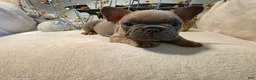 French Bulldog dogs for sale: Walter  - Ad 10