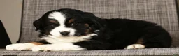 Miniature Australian Shepherd dogs for sale: Jordan - Ad 8