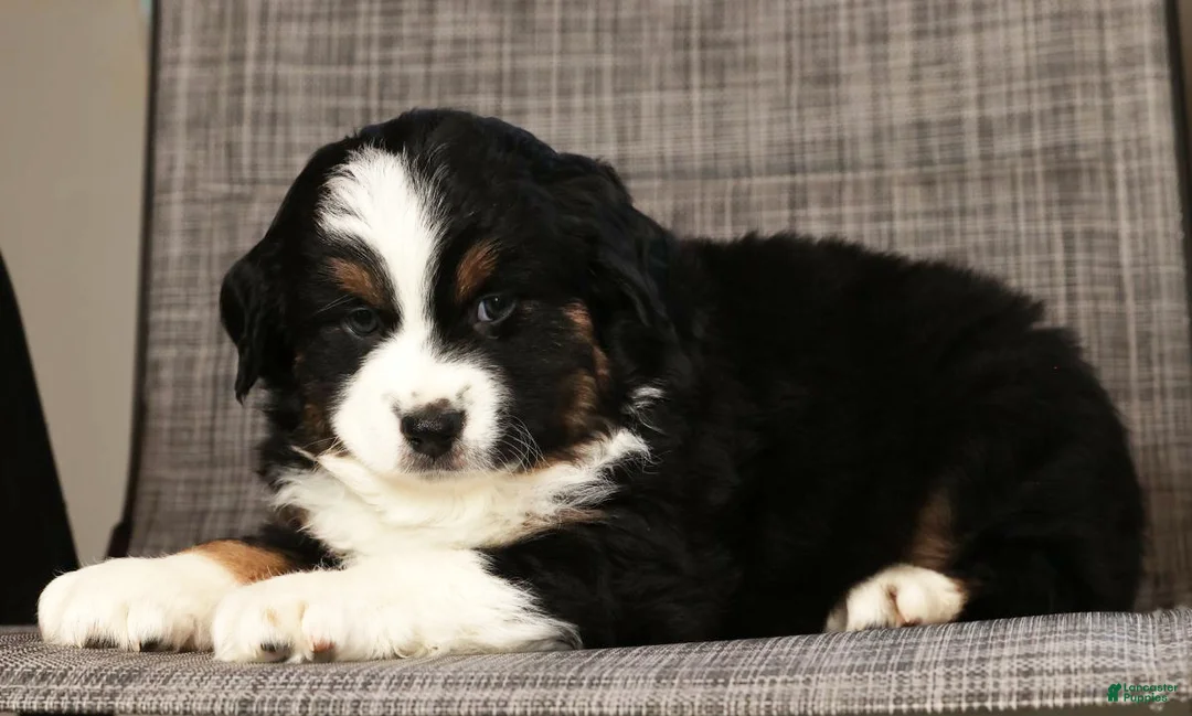 Miniature Australian Shepherd dogs for sale: Jordan - Ad 8