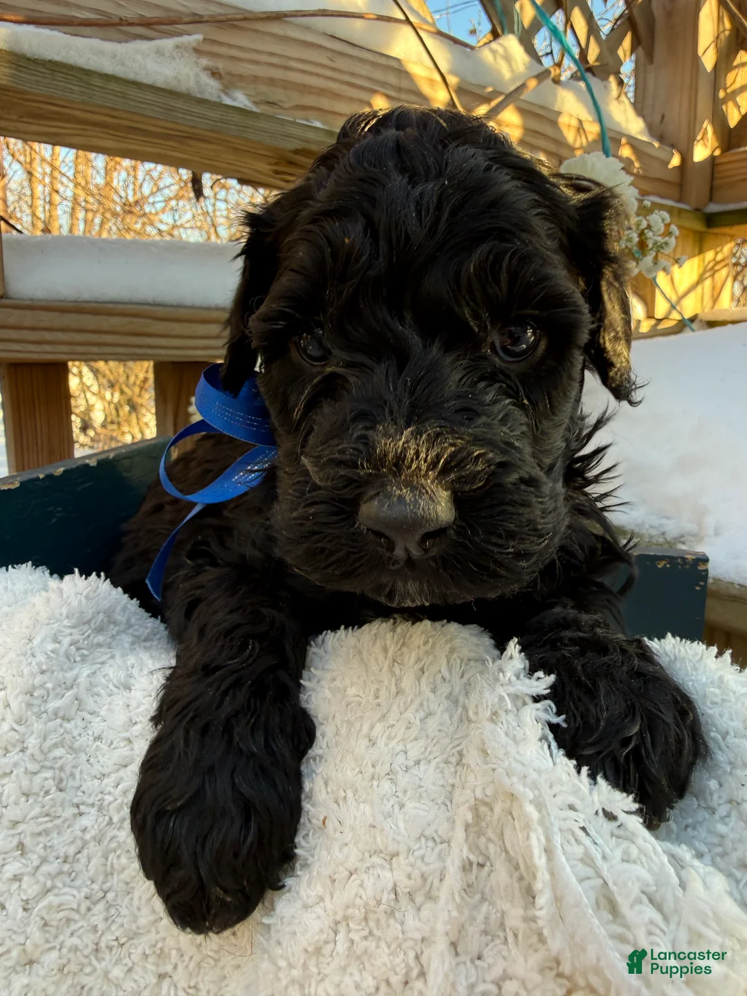 Mixed Breed dogs for sale: Lola - Ad 13