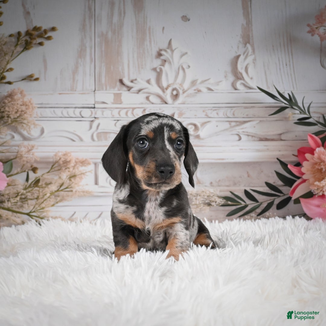 Miniature Dachshund dogs for sale: Phoenix-AKC - Ad 10