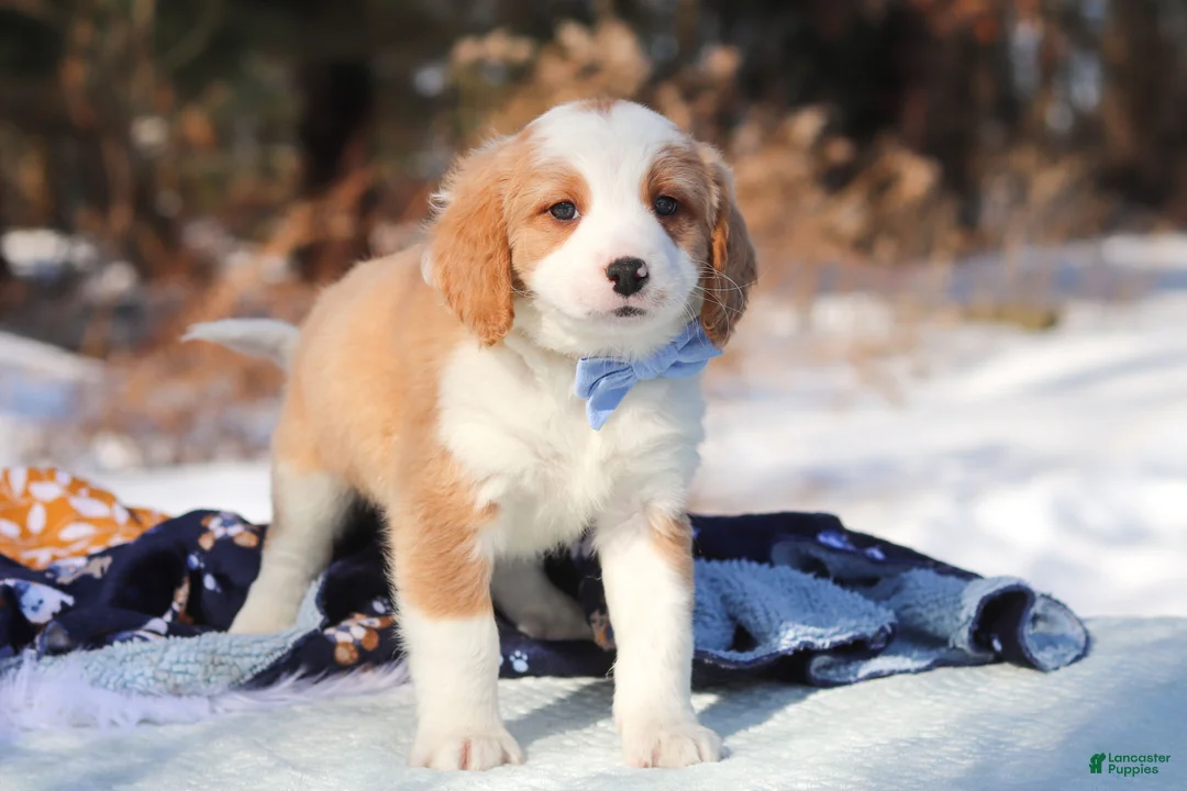 Mini Bernedoodle dogs for sale: Malcolm - Ad 8