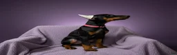 Doberman Pinscher dogs for sale: Female with ear crop - Ad 9