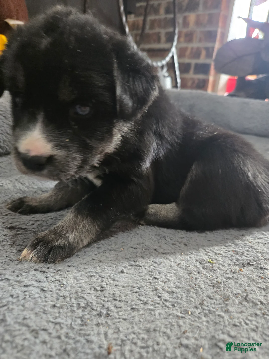 Goberian dogs for sale: Goberian yellow Puppy 1 - Ad 3