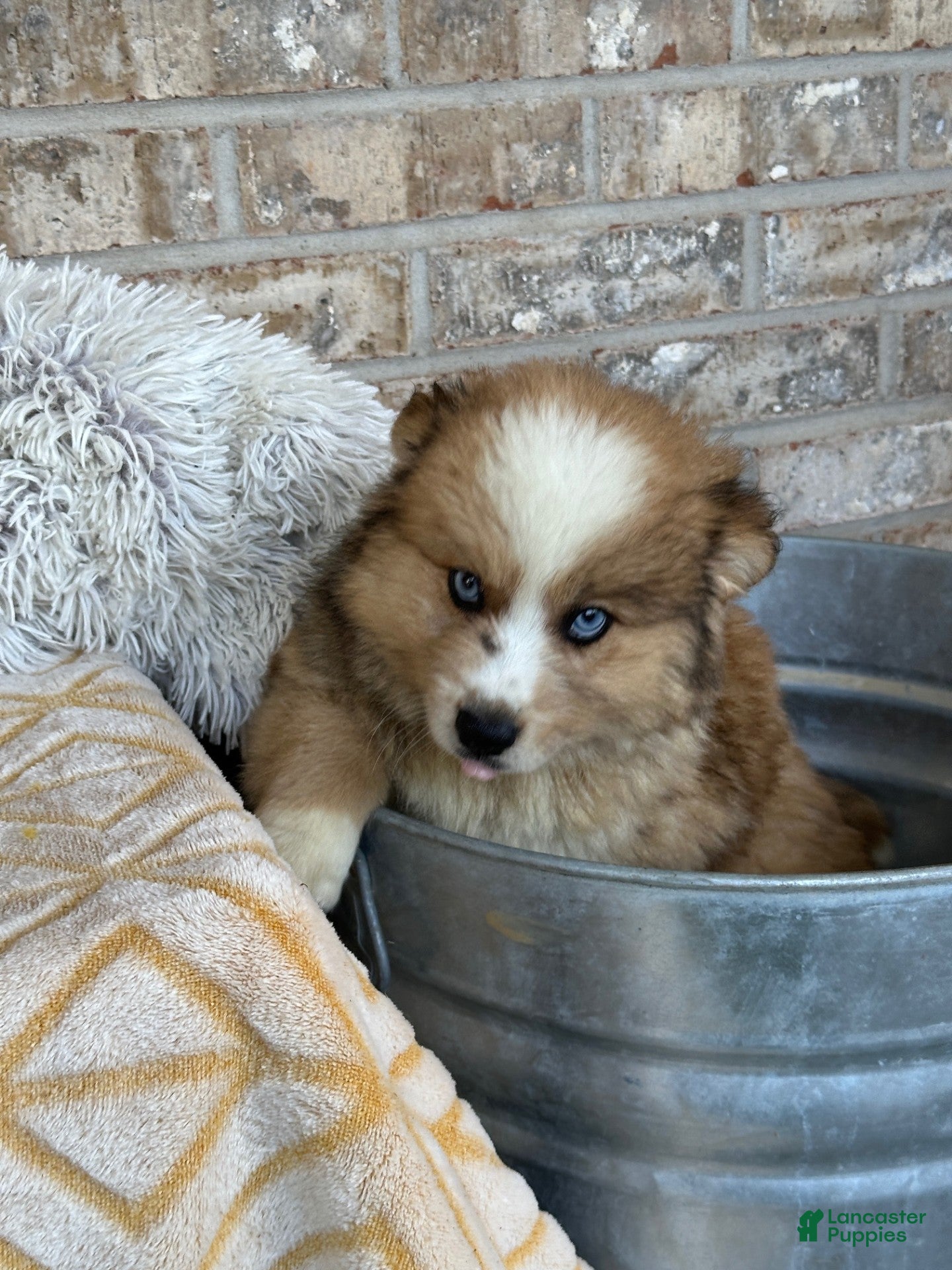 Pomsky dogs for sale: Chance - Ad 2