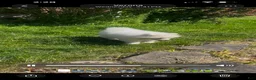 Samoyed dogs for sale: Snowball - Ad 3