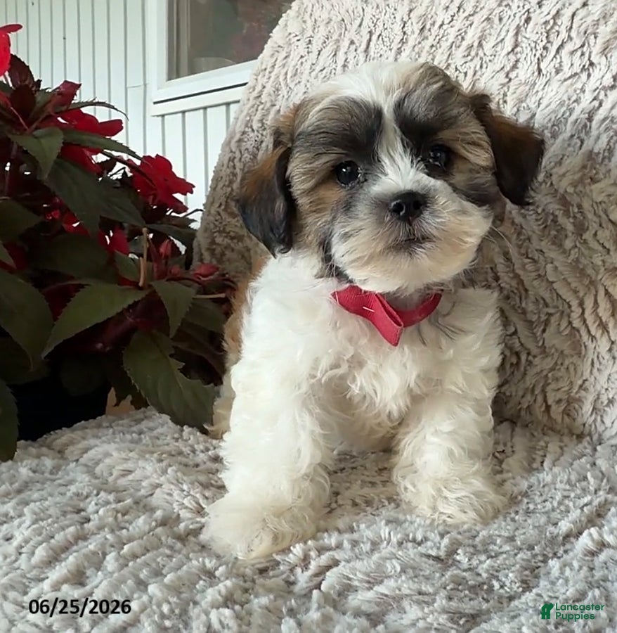 Teddy Bear dogs Owen - Ad 2