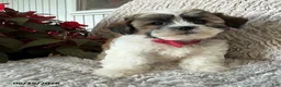 Teddy Bear dogs for sale: Owen - Ad 2